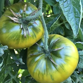 Tomato Vegetable Seeds heirloom & Non-GMO Seeds